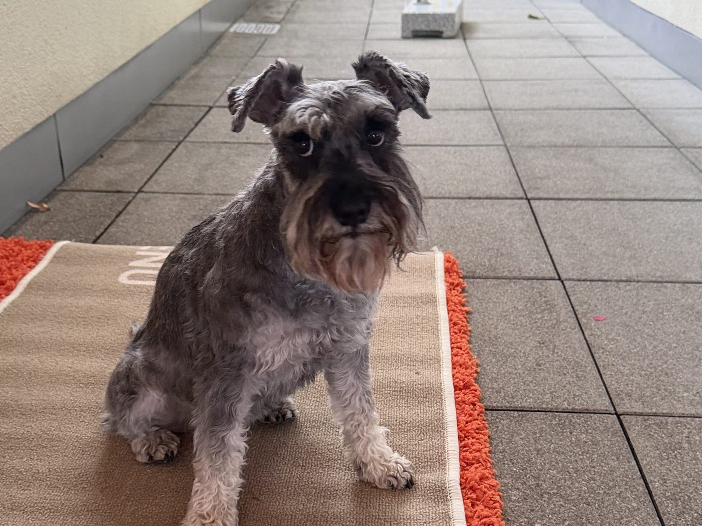 Schnauzer sitzt auf einer Matte und schaut in die Kamera, daneben sein Ball